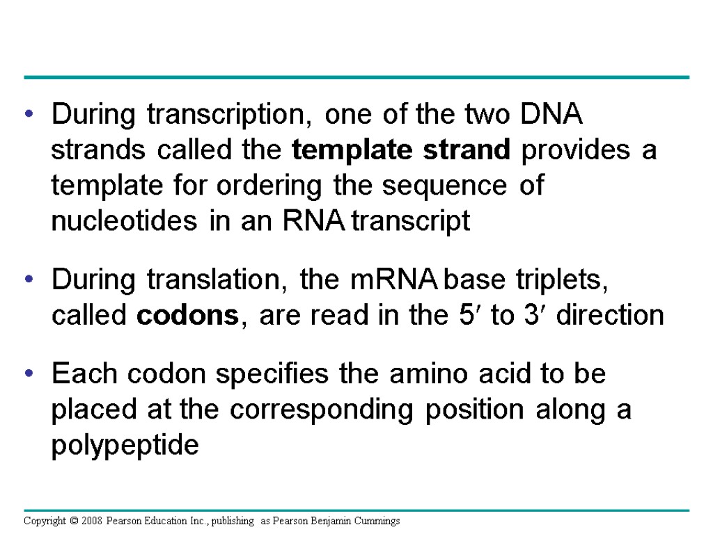 During transcription, one of the two DNA strands called the template strand provides a